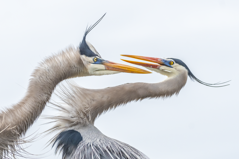 Great blue herons. Nikon D500 with Nikon 200-500mm f/5.6 ED VR lens; 1/1250 second at f/5.6; ISO 640